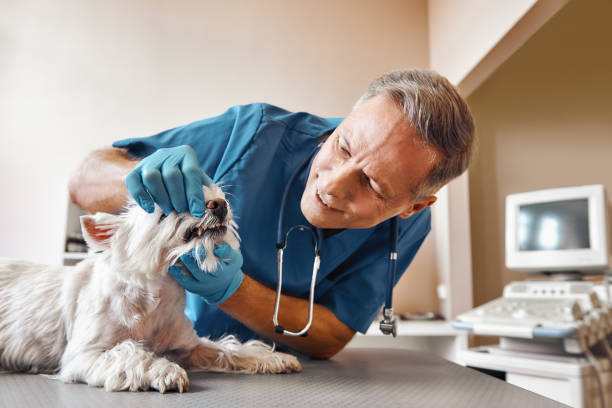Best Emergency X-Rays and Diagnostics in Warren, MI